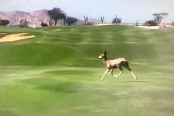 Wildlife Returns to Cabo Residential Area
