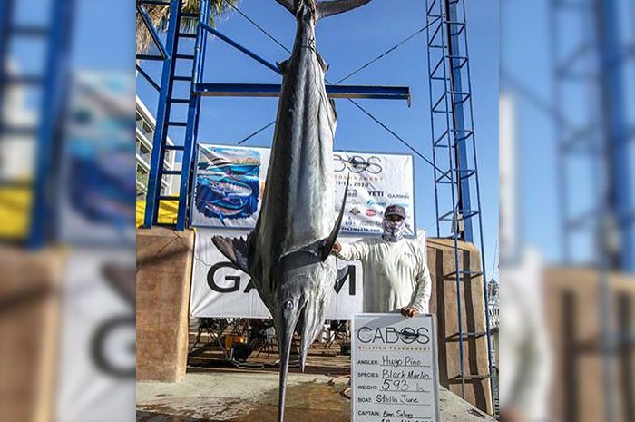 Huge Black Marlin Caught