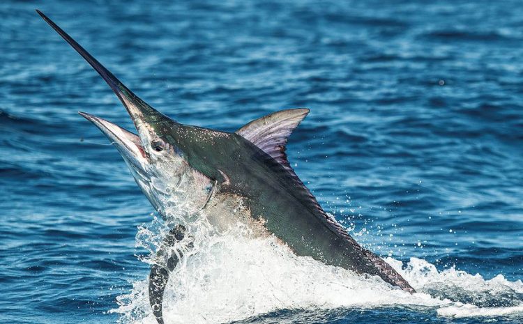Richest Fishing Tournament Around the Corner