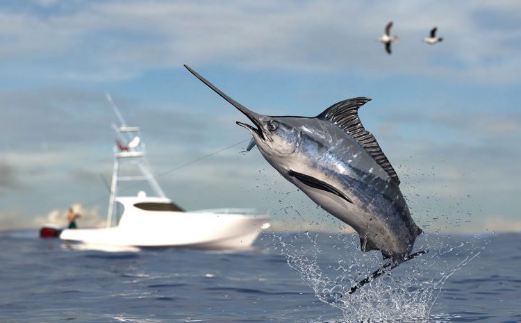 How Come There Are No Marlins?
