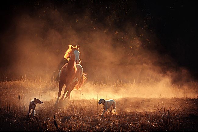 Horse Saints Group of Todos Santos