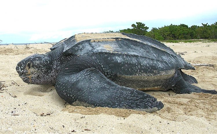 Sea Turtle Sighting in the East Cape
