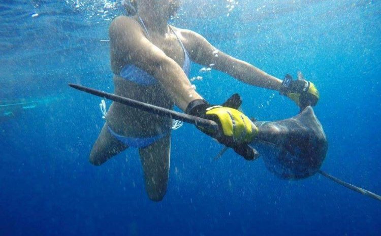 Pelagic Life in Baja