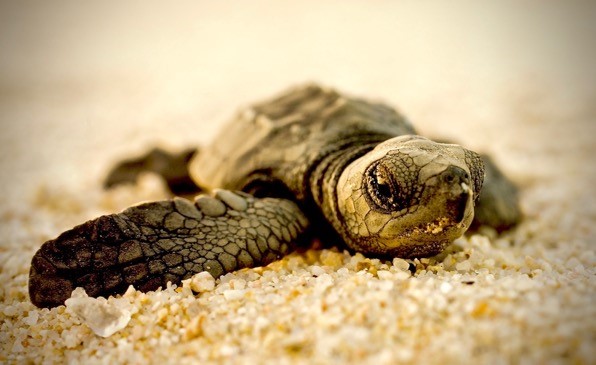 Sea Turtles Need New Tires