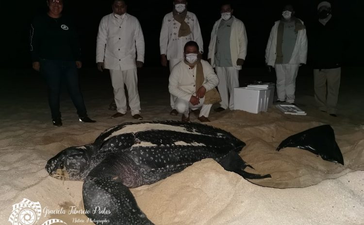 Second Leatherback Sea Turtle Does Cabo