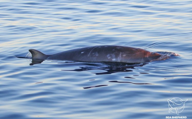 Unknown Whale Species Discovered in Mexico