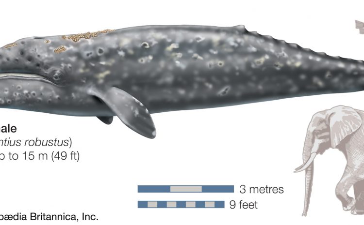 Whales Are Dying by the Dozens
