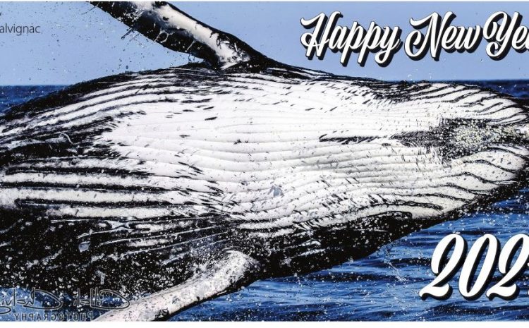 The Whales are Here!