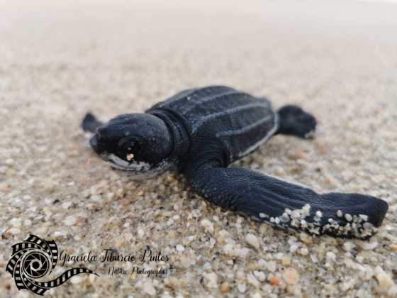 Leatherback Babies Released