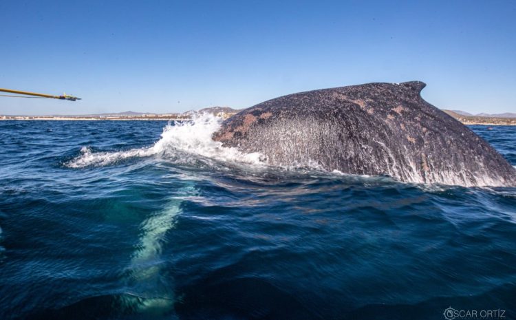 Humpback Whale Rescued