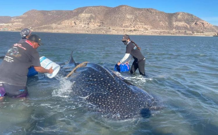 Beached-in Shark Whale Rescued