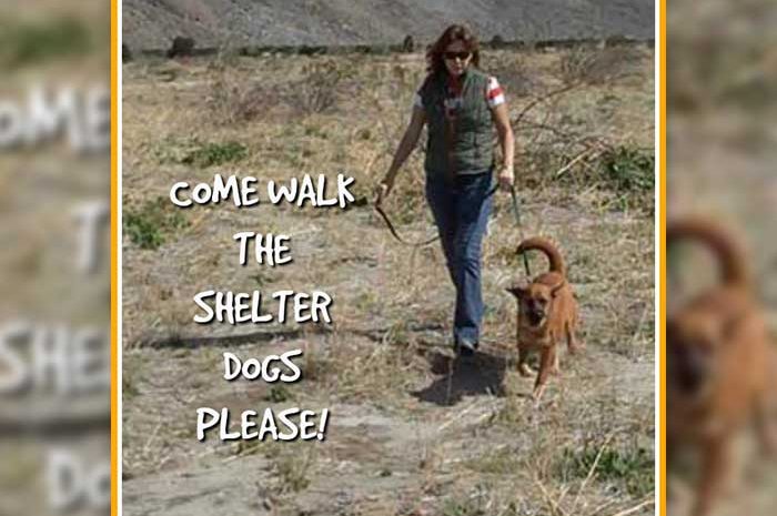 Volunteer with Los Cabos Humane Society
