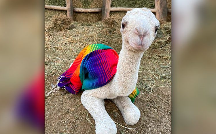 Baby Camel Born in Cabo!