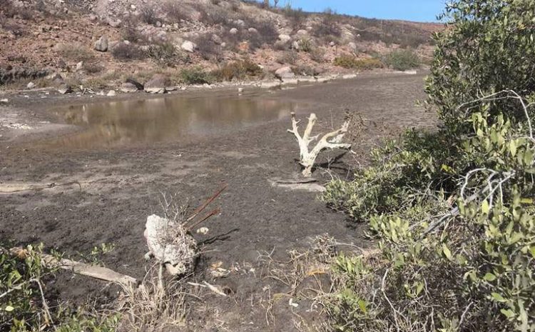 Federal Government Damages Mangrove in La Paz