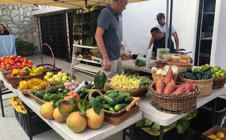 The Organic Market at the Pedregal is Back!