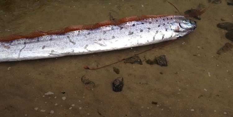 Rare Fish Surfaces in La Ventana Beach
