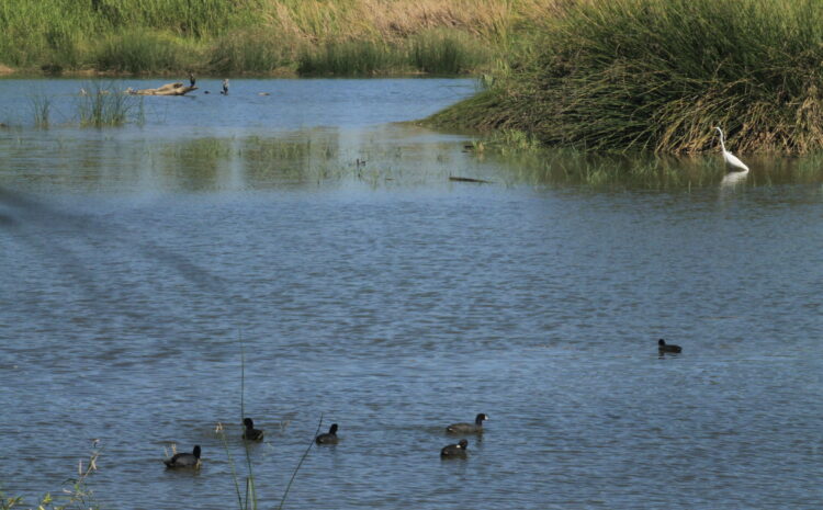 Help for the San Jose Estuary Announced