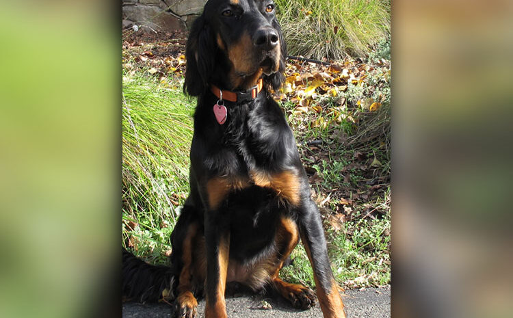 Missing Doggie in Todos Santos!