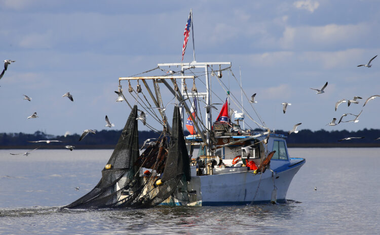 The U.S. Stops Importing Shrimp from Mexico
