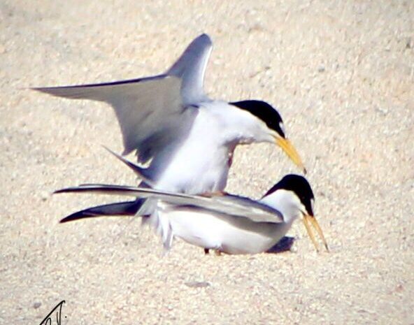 Please Do Not Fly Drones Over Birds Nests