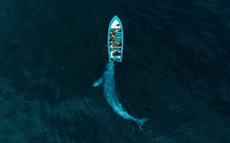 Local Photographer Wins International Award