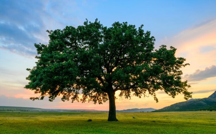 Four Ways Trees Add Value to Your Property