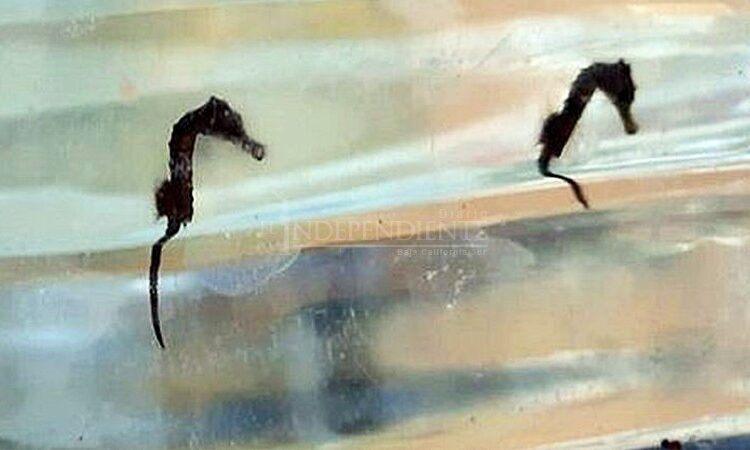 Hundreds of Baby Sea Horses Released