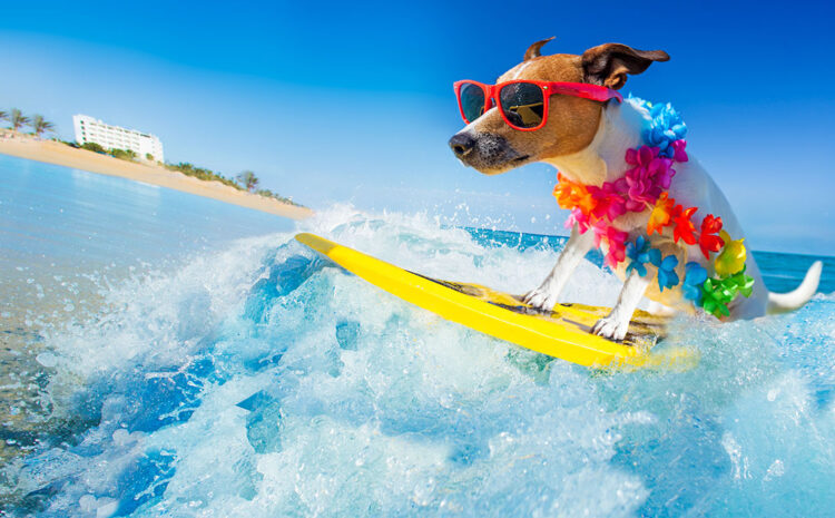 Forbes Praises our Surfing Beaches