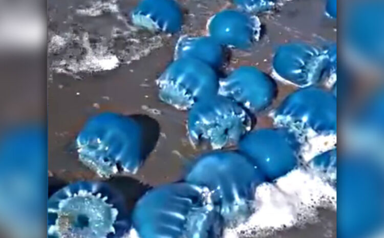 More Marine Life Dies in La Paz