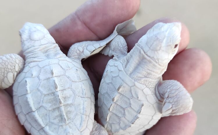 Rare Sea Turtles Born in Los Cabos