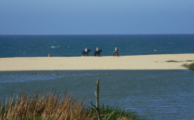 All Beaches Are Open!