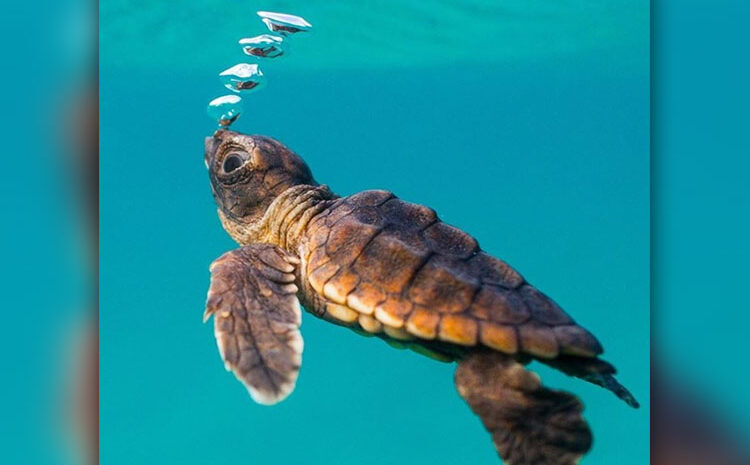 Sea Turtles Get New Equipment