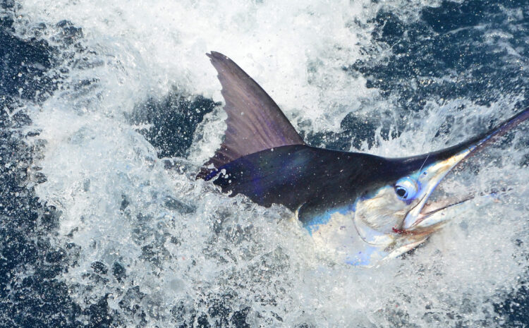 Going Fishing? There’s a Legal Limit!