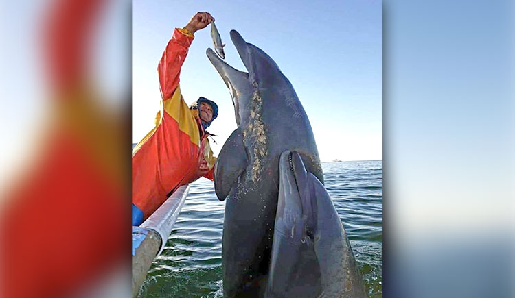 Fishermen Caught Feeding Dolphins