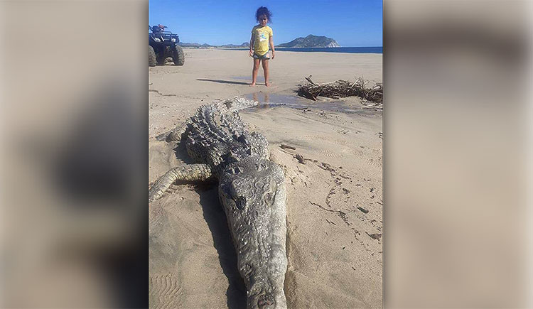 Crocodile Found on the East Cape!