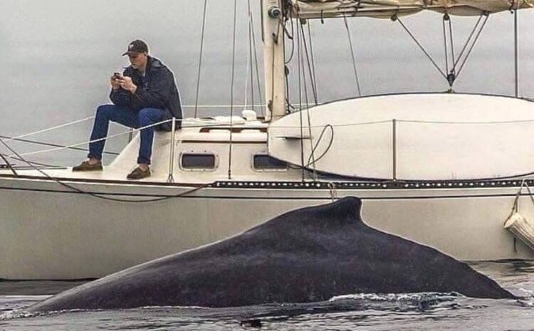 The Whales Are Here! The Whales Are Here!