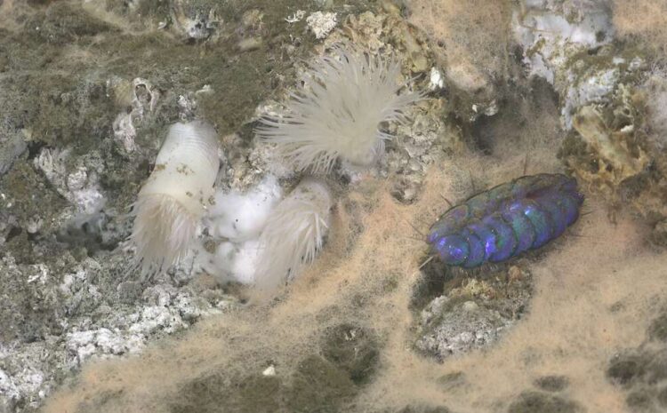 New Marine Species Discovered in Southern Baja