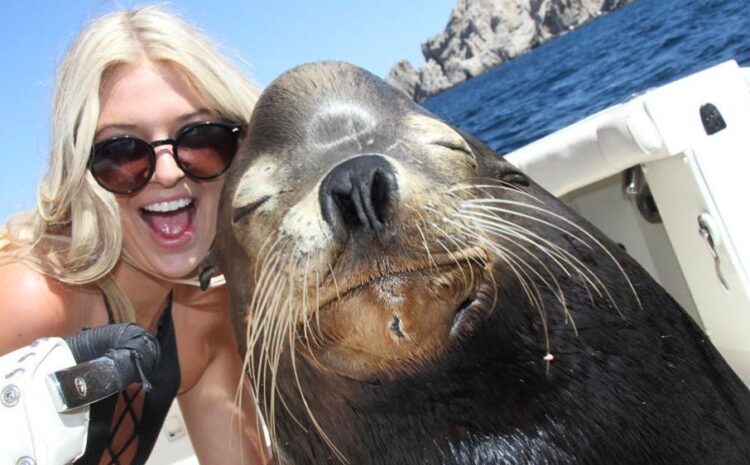 Sea Lion Population Growing
