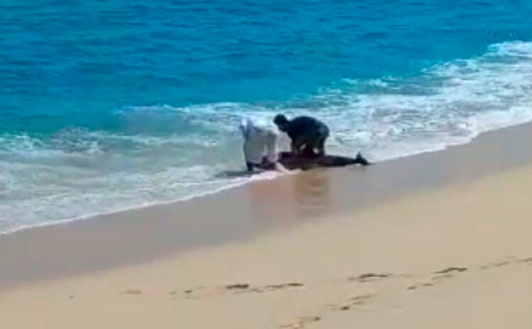  Volunteers Rescue Two Beached-in Dolphins