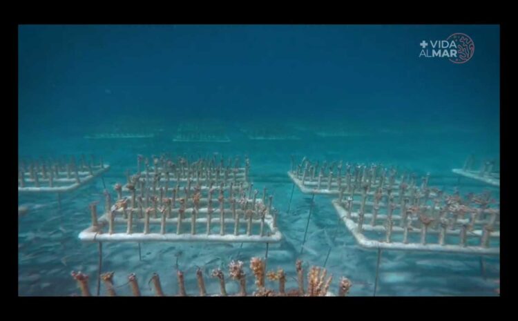  New Coral Reefs Coming Up