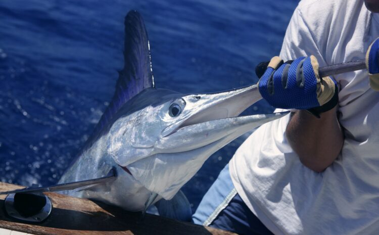  Los Cabos Sportfishing in Peril