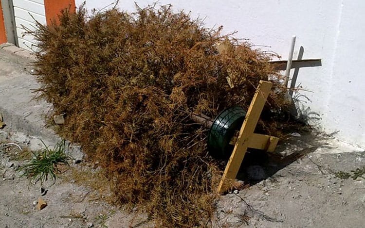 Christmas-tree-recycle - Gringo Gazette