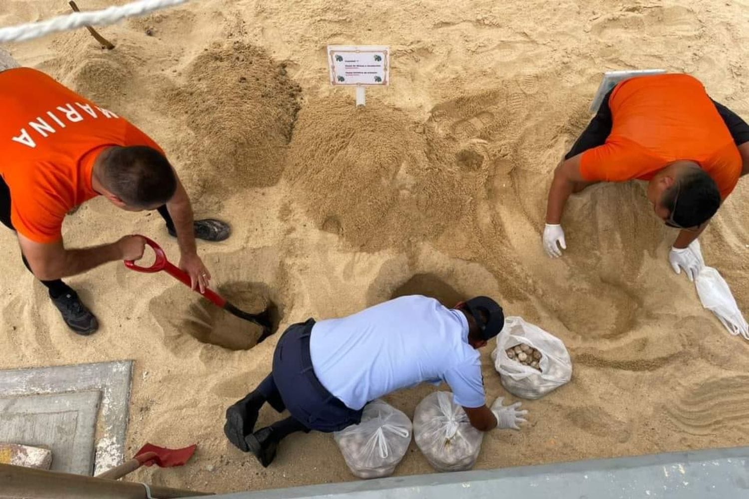 Sea-turtles-eggs-rescue - Gringo Gazette