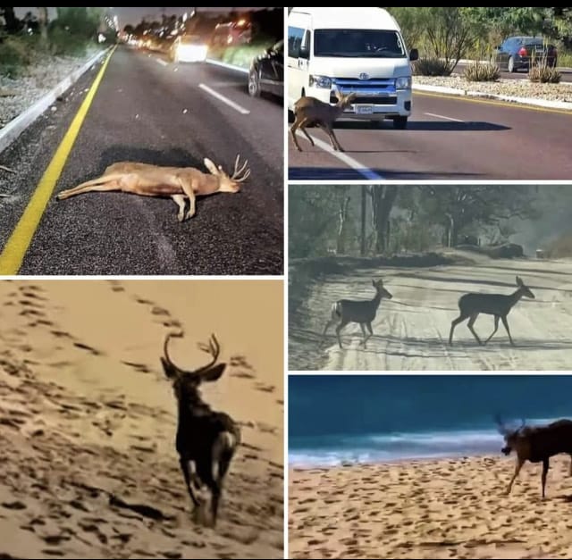 Venados-2024 - Gringo Gazette