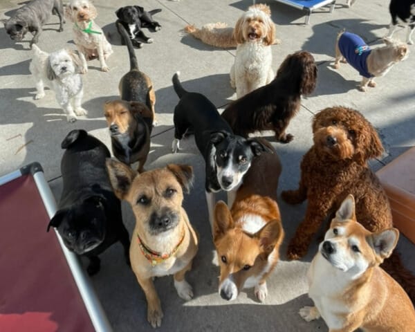 dogs - Gringo Gazette