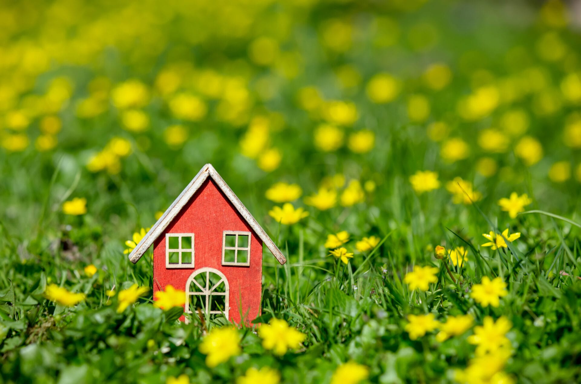 little-house-on-meadow-with-yellow-flowers-in-spri-2022-01-07-19-51-41-utc-scaled-1 - Gringo Gazette