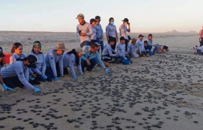 turtleTeam - Gringo Gazette