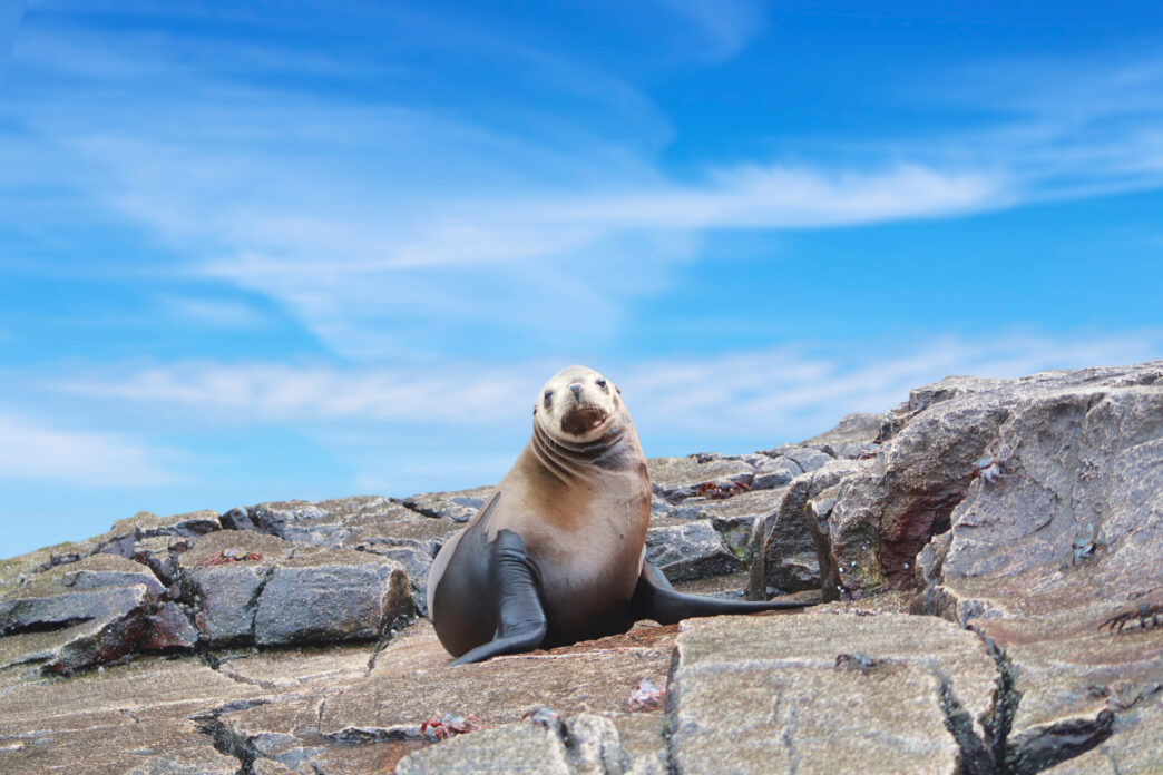 The seal on the rock against the sky in Cabo San Lucas. - Gringo Gazette