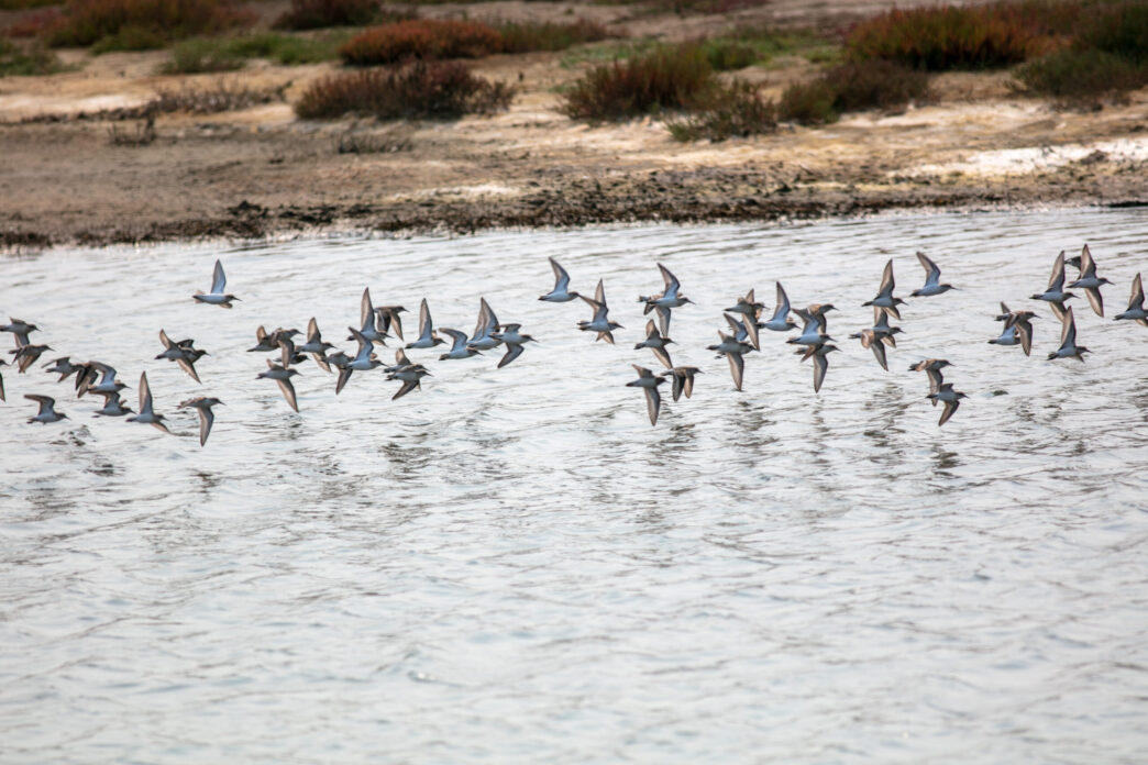 A Flock of Sand Pipers Flying over the Eel River Wetlands Preserve Estuary near Eureka, California, as a Flock low over the Water - Gringo Gazette