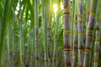 Sugar cane plantation growing up. - Gringo Gazette